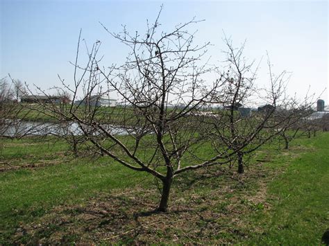 Kentucky Home Gardens: Pruning Fruit Trees