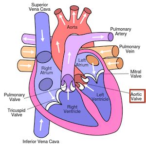 Aortic Semilunar Valve | Location, Structure & Function - Lesson ...