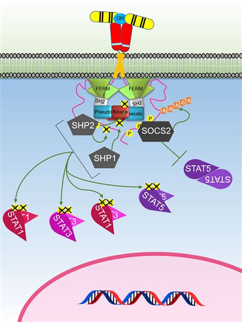 Frontiers | The Growth Hormone Receptor: Mechanism of Receptor ...