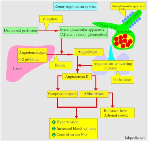 Aldosterone and Renin-Angiotensin System - Labpedia.net