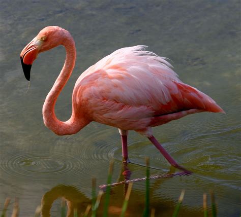 File:Greater flamingo galapagos.JPG - Wikimedia Commons