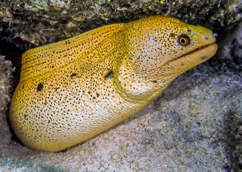 Golden Banana Moray Eel - Fish and Coral Store