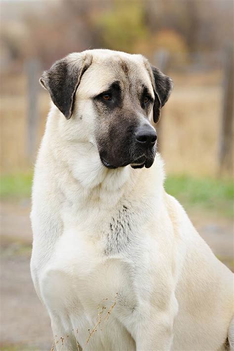 The Anatolian Shepherd Dog: Fearless Livestock Guardian and Lifesaver ...