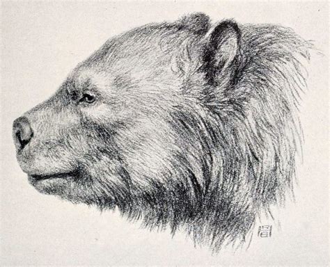 5 Prehistoric Bear Species That Dwarf Modern Bears | OutdoorHub