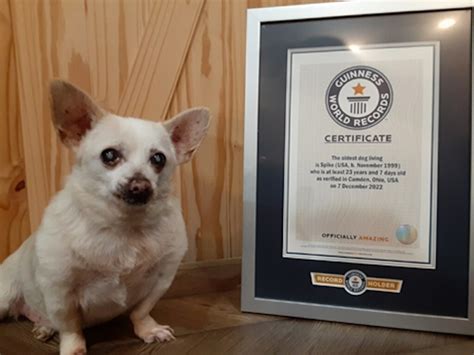 World's Oldest Living Dog Found in Camden, Ohio Parking Lot