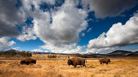 Bing HD Wallpaper Nov 2, 2024: American bison in Yellowstone National Park, Wyoming, USA - Bing ...