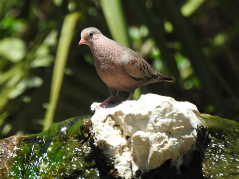 eBird Checklist - 18 Apr 2018 - Fort De Soto Park, Saint Petersburg US-FL (27.6173,-82.7262 ...