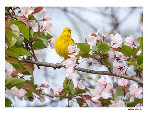 2024 Bird Calendar - Etsy