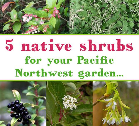 Five Pacific Northwest Native Shrubs to Plant in Your Garden — The ...