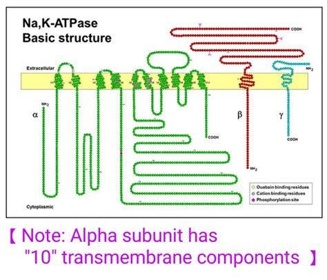 Na+ K+ Atpase structure ... | Medical illustration, Biochemistry ...