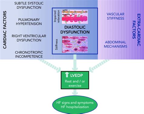 Schematic Representation of HFpEF Haemodynamics | Download Scientific ...