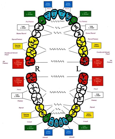 Meridian map | Holistic dentist, Tooth chart, Reflexology