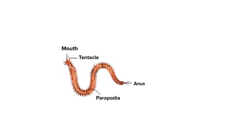 What is the function of parapodia and flame cells?