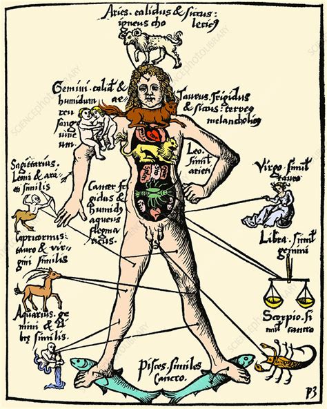 16th-century medical astrology - Stock Image - V700/0142 - Science Photo Library