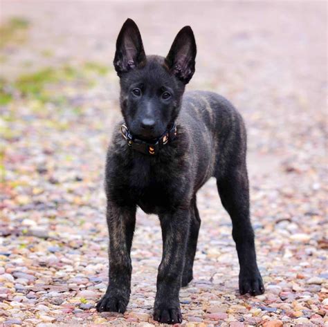 Dutch Shepherd Puppies For Sale • Adopt Your Puppy Today • Infinity Pups