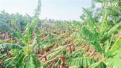 Dhule Unseasonal Rain Damage : वादळ, अवकाळीचा 205 हेक्टर शेतीला फटका | Dhule Unseasonal Rain ...