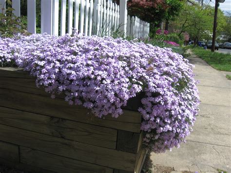 7 Low-Maintenance, Powerhouse Perennials for Your Garden