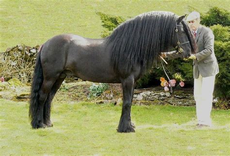 Dales Pony Facts, Origin, History, Pictures