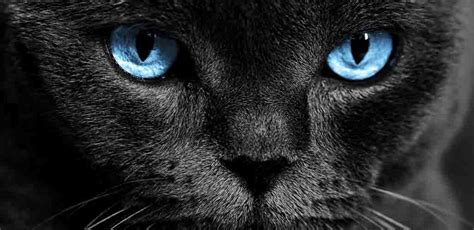 Black Cat With Blue Eyes - Does This Unusual Combination Exist?