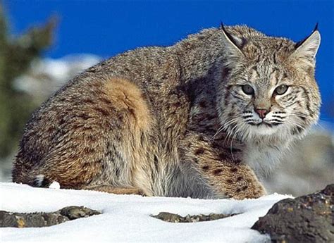 How to take care of your Bobcat - a complete guide | hubpages