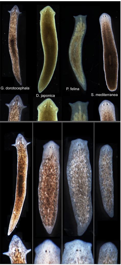 Epigenetic Signaling Induces Species Specific Head and Brain Growth in Flatworms