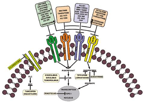 Inhibitors used in glioblastoma therapy | Download Scientific Diagram