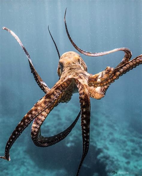 Octopus Deep Sea Creatures, Beautiful Sea Creatures, Animals Beautiful, Octopus Anatomy, Octopus ...