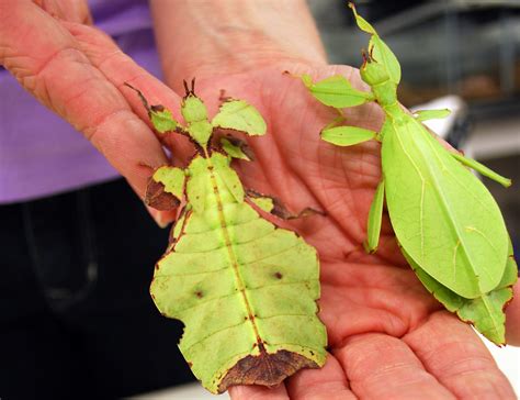 Moving Leaf Insects | Moving Leaf Insects are found all over… | Flickr