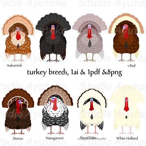 turkey breeds, ai, pdf, png | Turkey breeds, All birds, Breeds