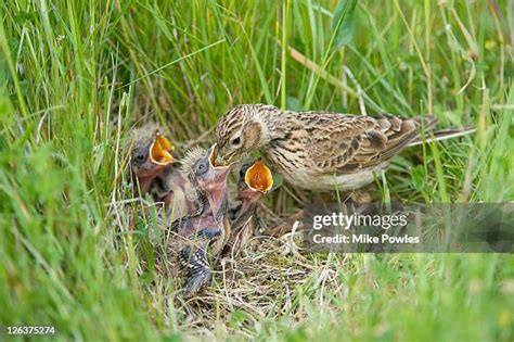 537 Skylark Bird Stock Photos, High-Res Pictures, and Images - Getty Images