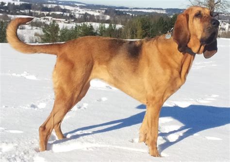 Bloodhound - The Tracking Expert - Dog Breed Answers