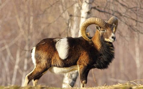 Mouflon Facts, Habitat, Diet, Pictures