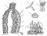 Sponge Coloring Porifera Phylum Pages Sponges Worksheet Anatomy Animal  sketch template