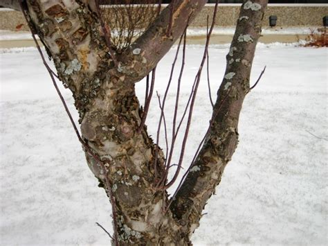 Pruning Water Sprouts | OCMGA Garden Snips