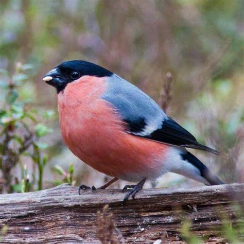 Eurasian bullfinch. | Animals images, Beautiful birds, Animals