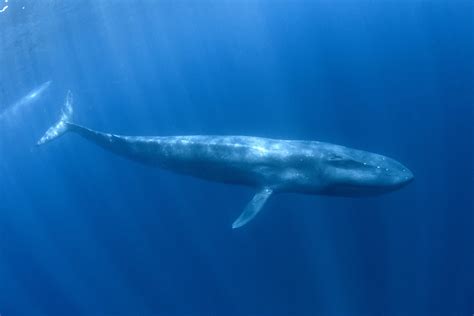 What is the biggest animal in the sea?