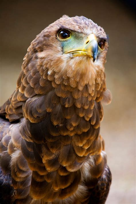 Golden Eagle - Hawk Conservancy Trust, Andover, Great Britain | Pet ...