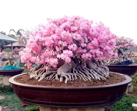 Adenium Bonsai Art Sculpture