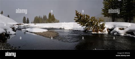 Panorama of Soda Butte Creek during a snowfall in winter in Yellowstone ...