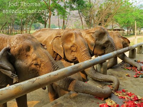 Cambodia Wildlife Sanctuary | Lek Chailert | Save Elephant Foundation