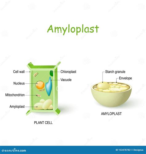 De Anatomie Van De Installatiecel En Dwarsdoorsnede Van Amyloplast ...