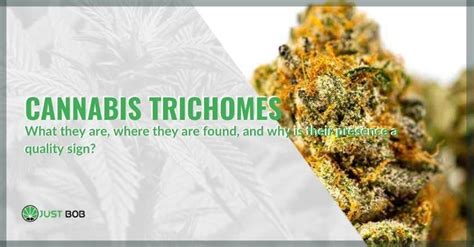 Cannabis trichomes: what they are, where they are found, and why is their presence a quality ...