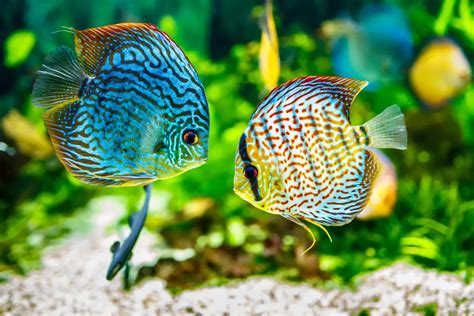 Discus Fish Care: A Complete Fact Sheet, Breeding, & Behavior Guide