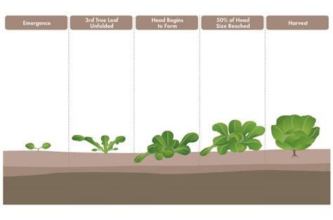 Stages in the lifecycle of lettuce (Lactuca, sativa, L.) [6]. | Download Scientific Diagram