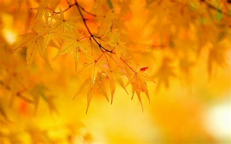 HD wallpaper: photography, 1920x1200, Leaf, fall, autumn, 4k wallpaers | Wallpaper Flare