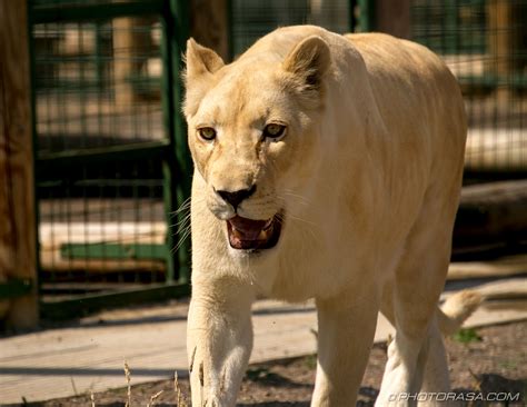 White Lioness - Photorasa Free HD Photos