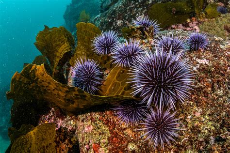 What Will It Take to Bring Back the Kelp Forest? - Bay Nature Magazine