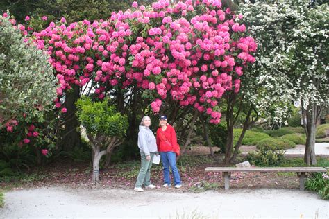 A visit to the Mendocino Coast Botanical Gardens during rhododendron season makes for a ...