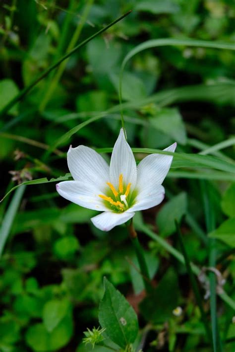 Zephyranthes Candida, Also Know As Autumn Zephyrlily, White Windflower, White Rain Lily, and ...