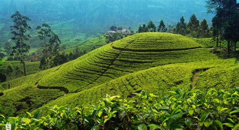 Where To Take A Sri Lanka Tea Plantation Tour | Insight Guides